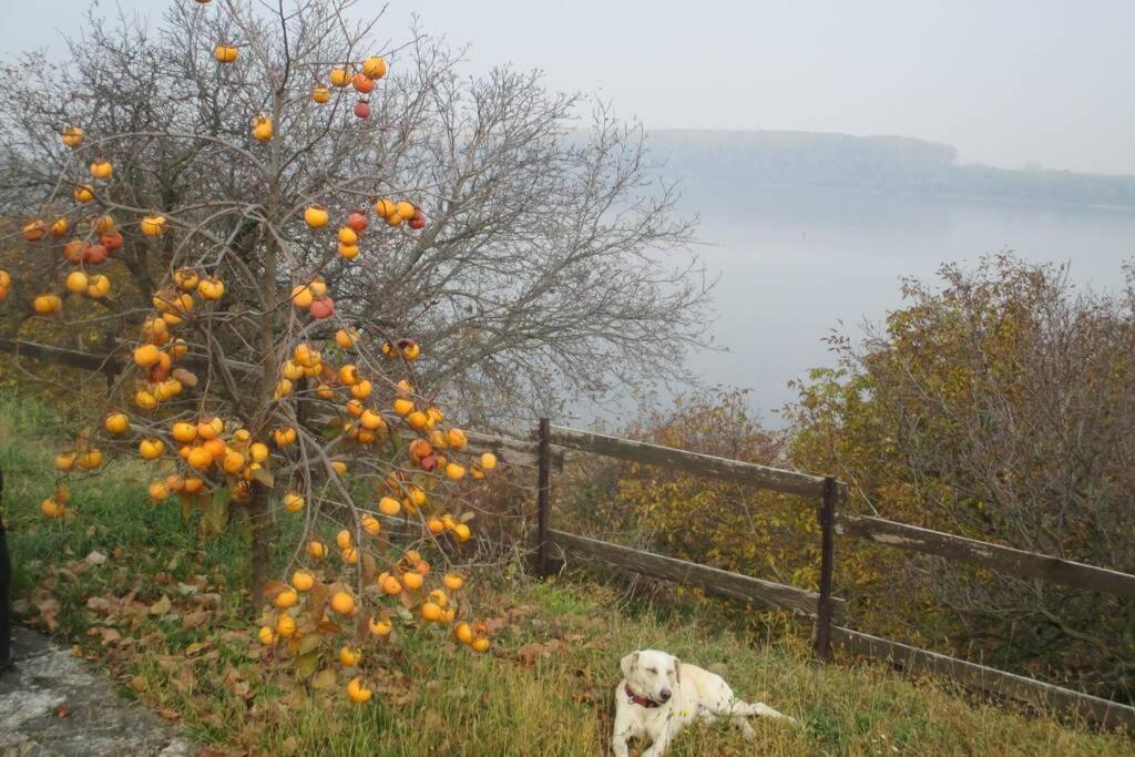 Villa Kornelija Stari Slankamen Esterno foto