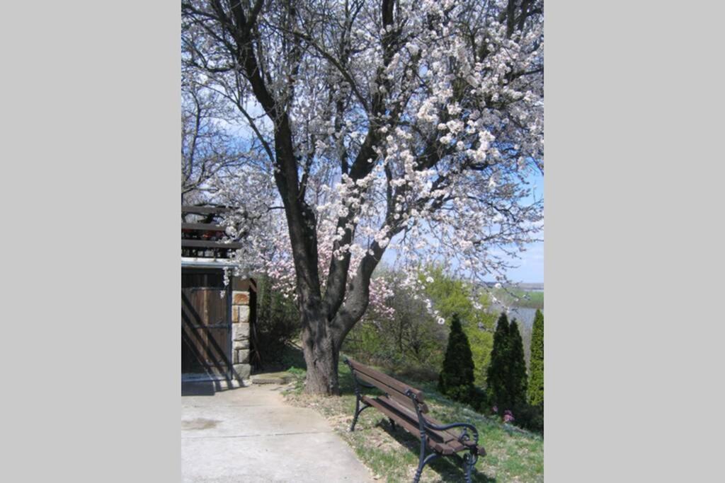 Villa Kornelija Stari Slankamen Esterno foto